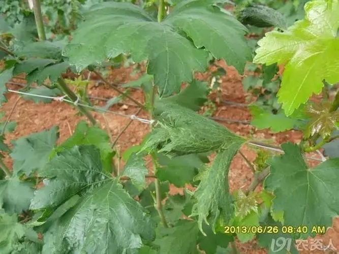 ���Ѱl(f��)��ˎ����ν�Q�����ѷNֲ���g(sh��)��