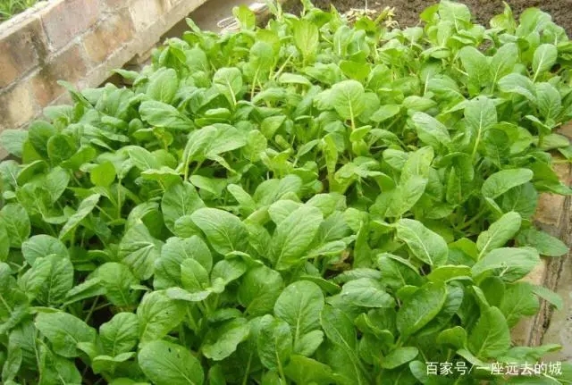 �ײ�̦��ηNֲ���ײ�̦�Nֲ�������g(sh��)��