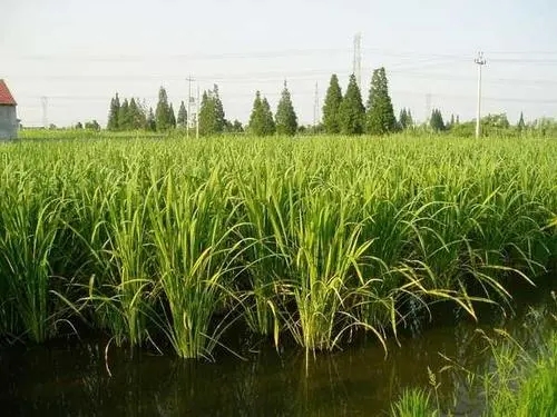 ���׷Nֲ�����׷�ʵģ� ���׷Nֲ���g(sh��)��