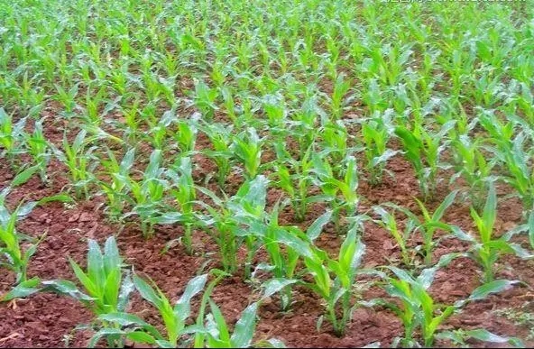 ������ʩʲô�ʣ�����ʩ����������