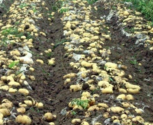 ��������ô�Nֲ���������Nֲ�����Ͳ��E��ʲô��