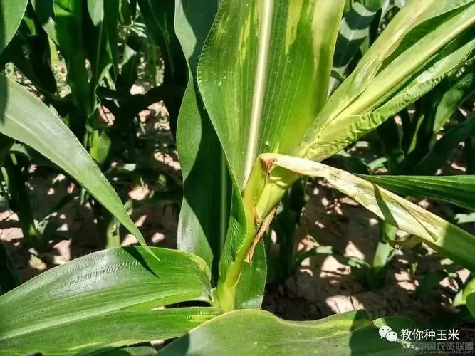 ���׷ʺ��Y����ʲô��ԓ��η������׷ʺ���