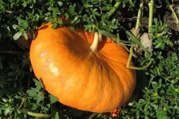 �ϹϷNֲ�������������������