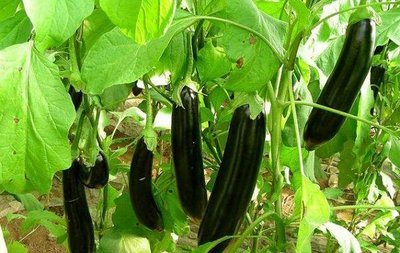 ������˥�Ǟ�ʲô��������˥�ķ��η�����