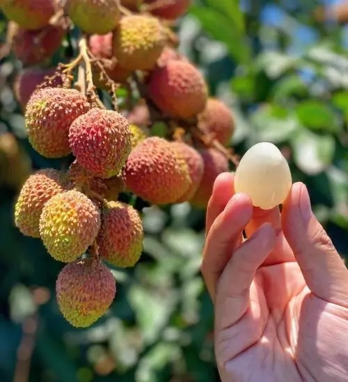 ��֦��ժ�����ʩ�ʣ�ʩ�ʷ�����ʲô��