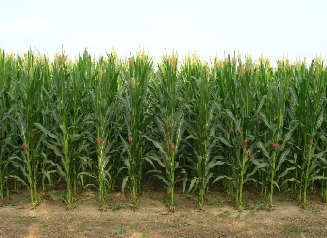 �o����������ηN�ã����(l��i)��������