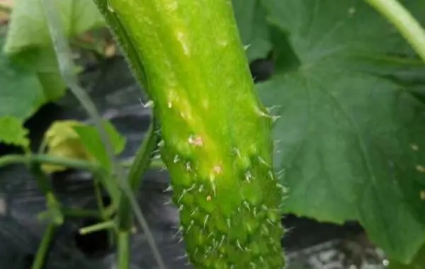 �S�Ϟ���S�^���S���S�^��ԭ��