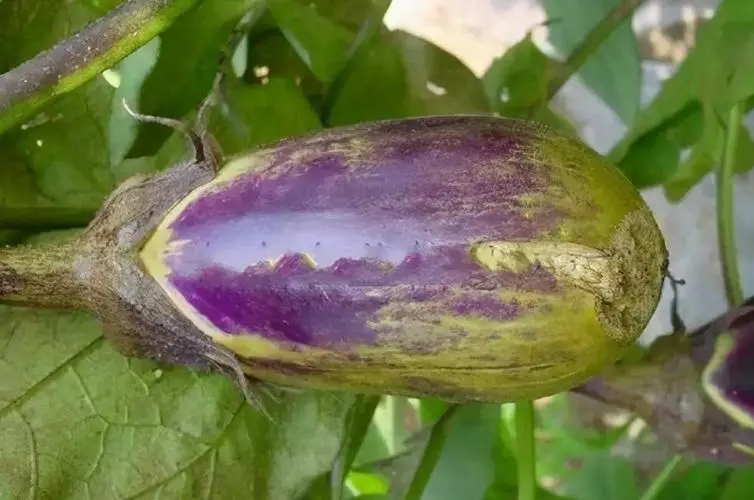 ���ӽ�����ô�k����������ɣ�