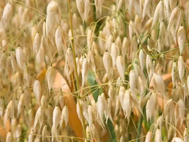 �����NֲҪ�c��ʲô����������ɣ�