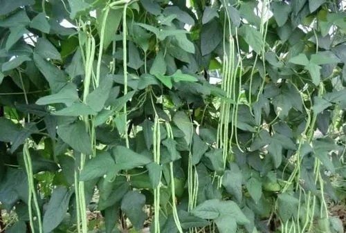 ����������g��������������ɣ�