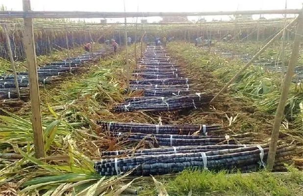 2023������＾���a���gָ����Ҋ