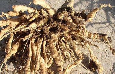 ���Ѹ����x���İl��������