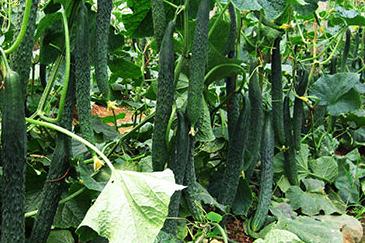 �S���S�~���İl���c����