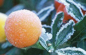 �������ٷ�������˪��