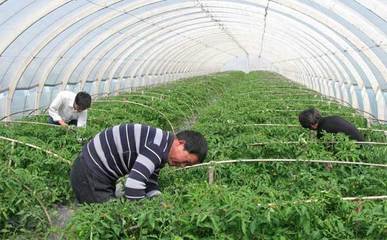 ���δ����߲˝a��������