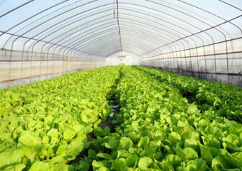 ����Oʩ�߲˶�ֲҪ�c