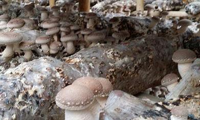 Ģ�����zή�s��ô�k��Ģ�����zή�s�ķ��η���