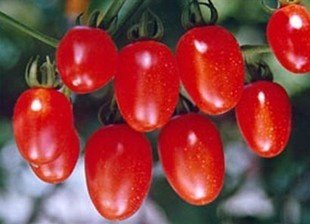 �NֲʥŮ����ο˷�����������