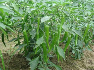 �����仨��� �����ǵ�������