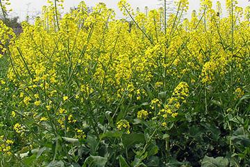 �Ͳ˸��[����ô�k���Ͳ˸��[�����η���