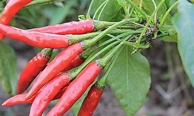 �����L(zh��ng)��(sh��)����ô�����������Nֲ����