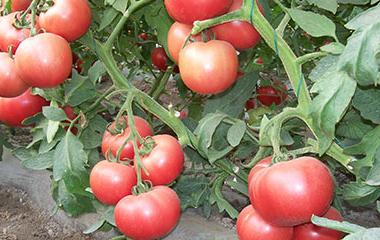 ������ݲ��İY����δ�ʩ