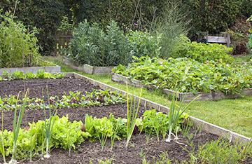 ϲ�gͥԺ���@�N�˵�����ע�������߲˷Nֲ�r�g��