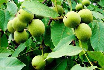 ���Һڰ߲��ķ���