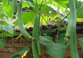 �z��ȱ����ô�k���z��ȱ�ص��A����ʩ