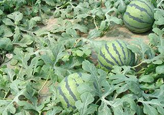 �����������¹���ע��ɶ��