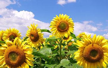 �Nֲ���տ����x���c����������