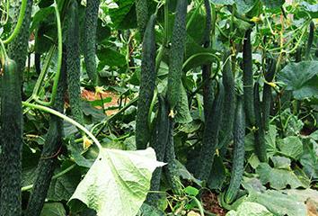 �S�ϰ׷۲��ķ��η���