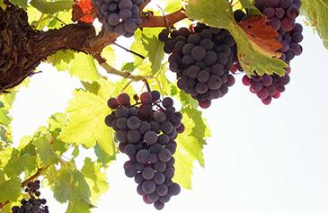 ���ѷNֲ���Խ����