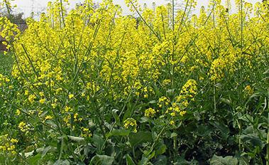 �Ͳ˞�ʲô�����磿