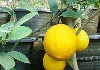 ���ԙ��ʵķNֲ�������N���˾Ͳ������I����