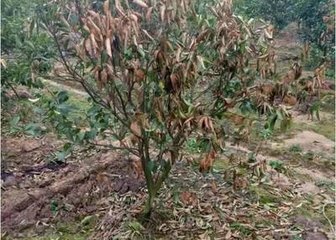 �붬�󣬸����l�F(xi��n)�������~����η�ֹ���P�I��