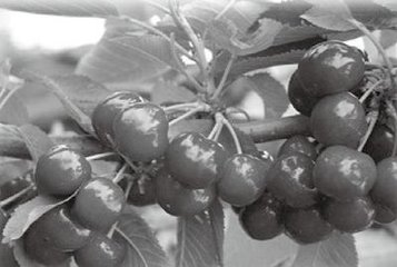 �������˪Σ�����a��