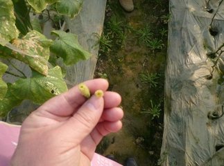 �����S�ϡ����ϡ��ķ���