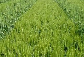 С���~Ƭ�l(f��)�S��ή�a(b��)�ȴ�ʩ