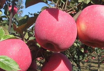 �����Чȥ�������rˎ