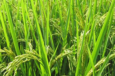 �Ϸ��絾�к�����ܼ��g(sh��)��Ҋ