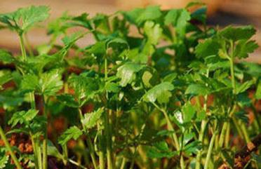 �Nֲ���Ҫע����Щ���棿