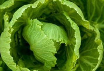 ��ײ�ʲô�r�򲥷N��ã���ײ˷Nֲ�r�g