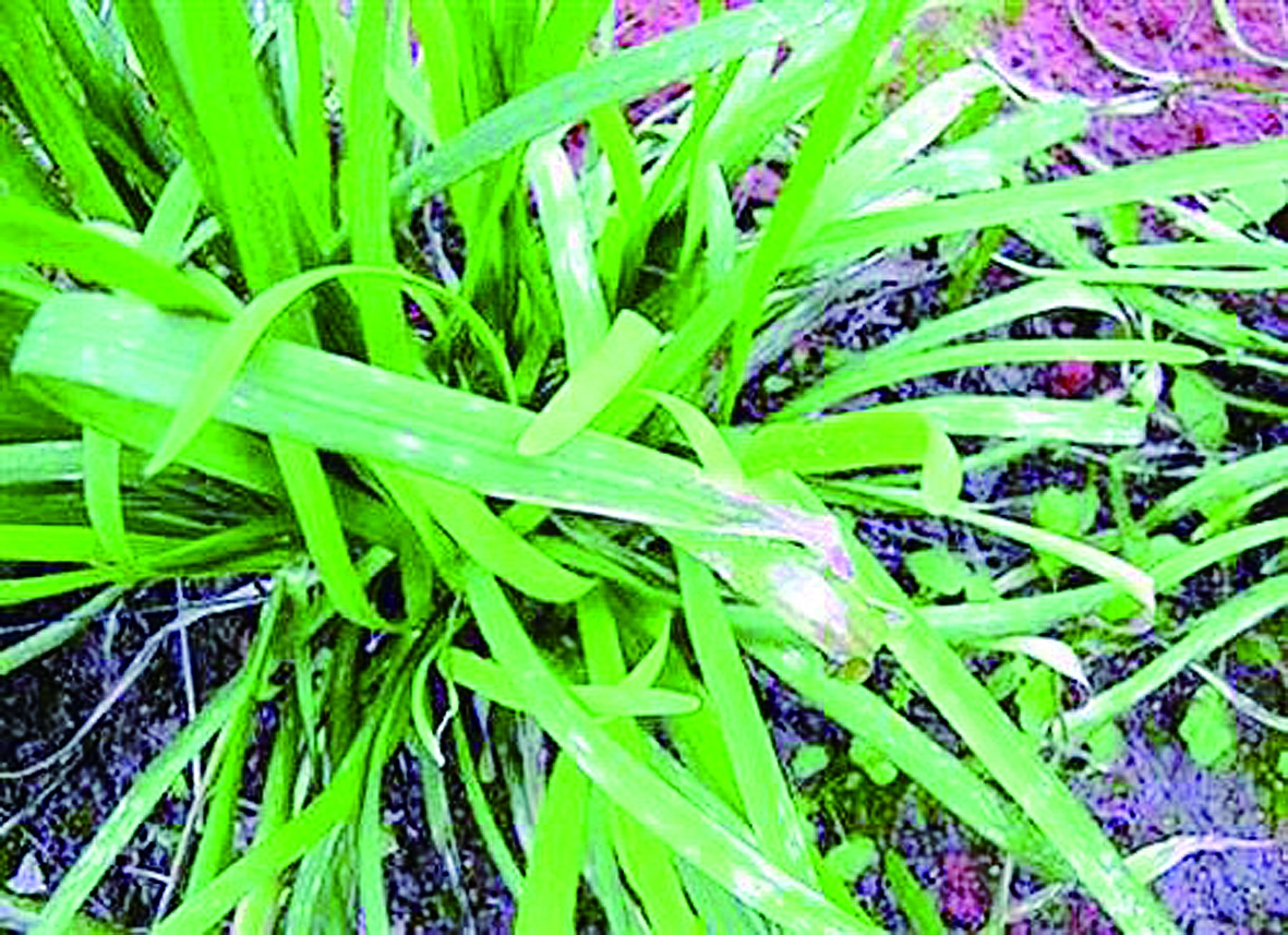 ���ӷ��ξ²ˡ��hѩ����