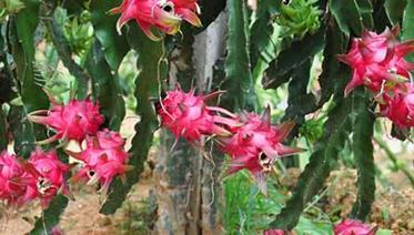 �ڱ���Ͷ�Y�Nֲ�������Ď��c���h