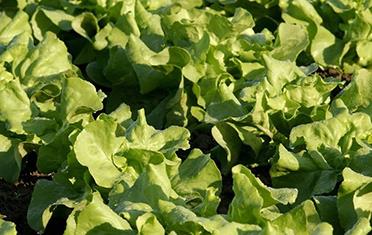 ������ô�N�����˵ķNֲ����