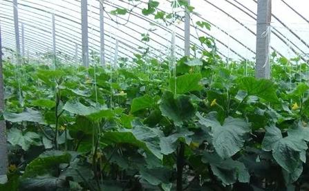 ���������߲˳�������