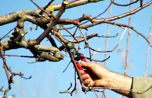 ���r(n��ng)���f(shu��)��С��(sh��)֦���ǂ�(g��)�������(sh��)֦��Y(ji��)���١�������ɶ��˼��