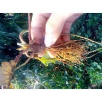 �������ɶί�� զ�͐ۡ��t�����أ�