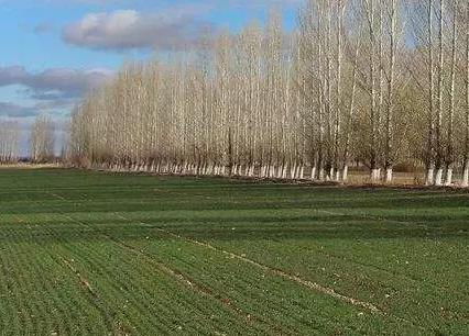 �񴺶�С�����׳��F�@Щ���}��������p�a���쿴��Q������